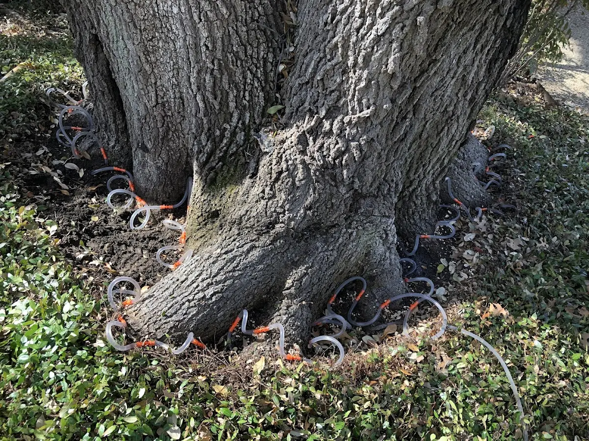 Detailed Tree Cabling and Bracing job site in North Charleston