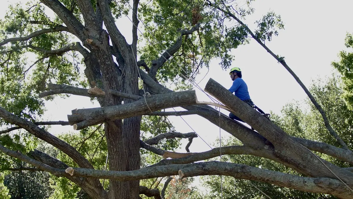 Professional Hazardous Tree Removal performed by certified arborists in North Charleston
