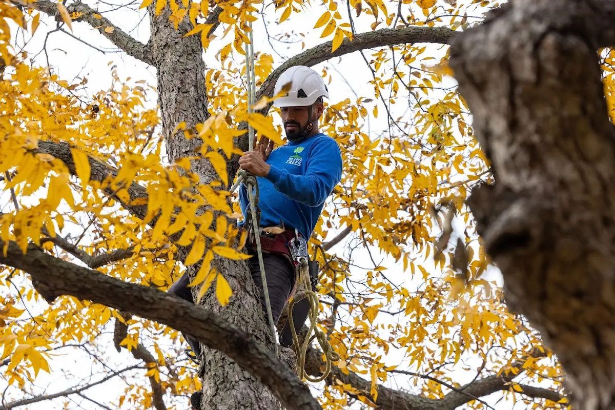 Skilled Storm Damage Cleanup crew working in North Charleston